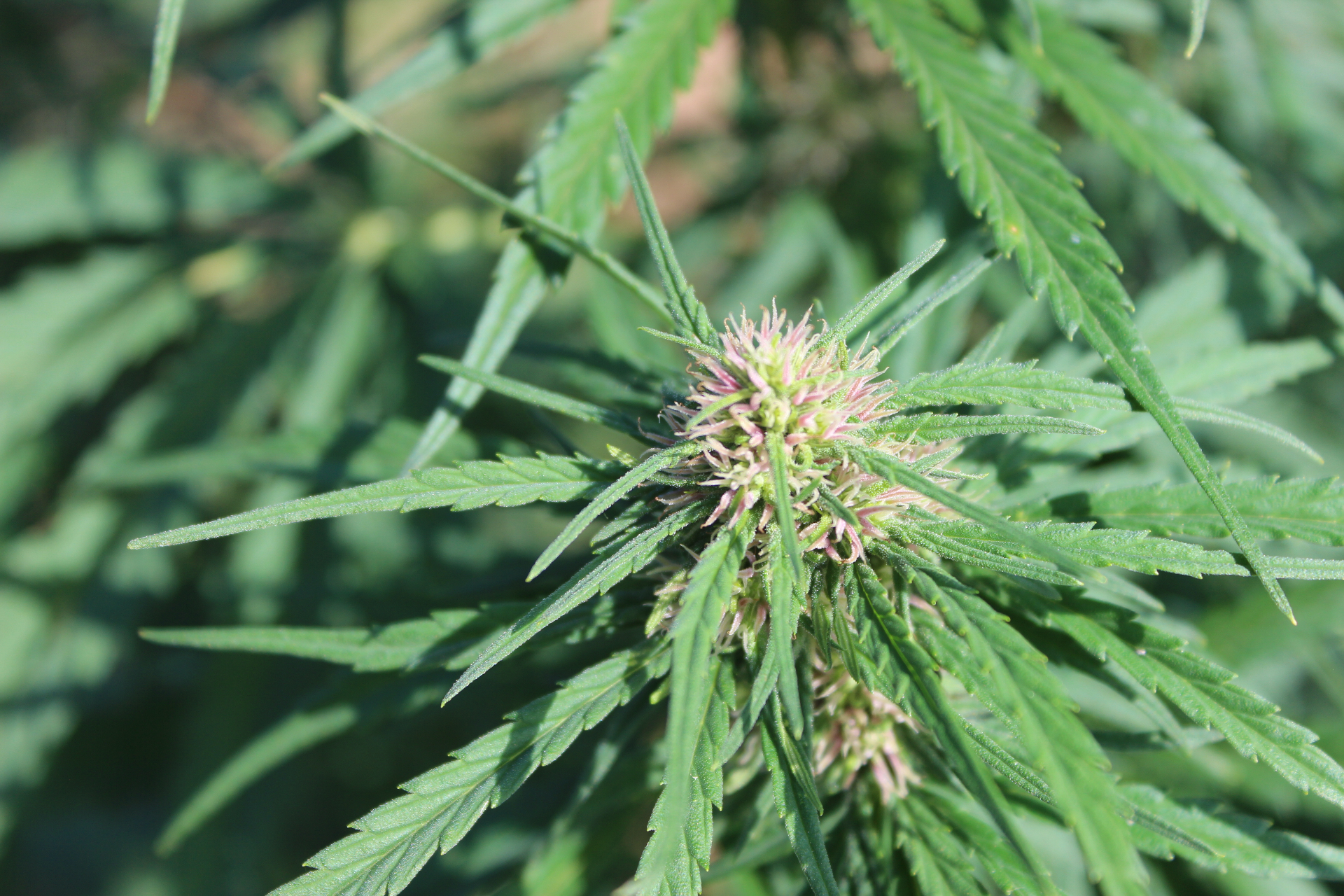 What is full spectrum CBD?