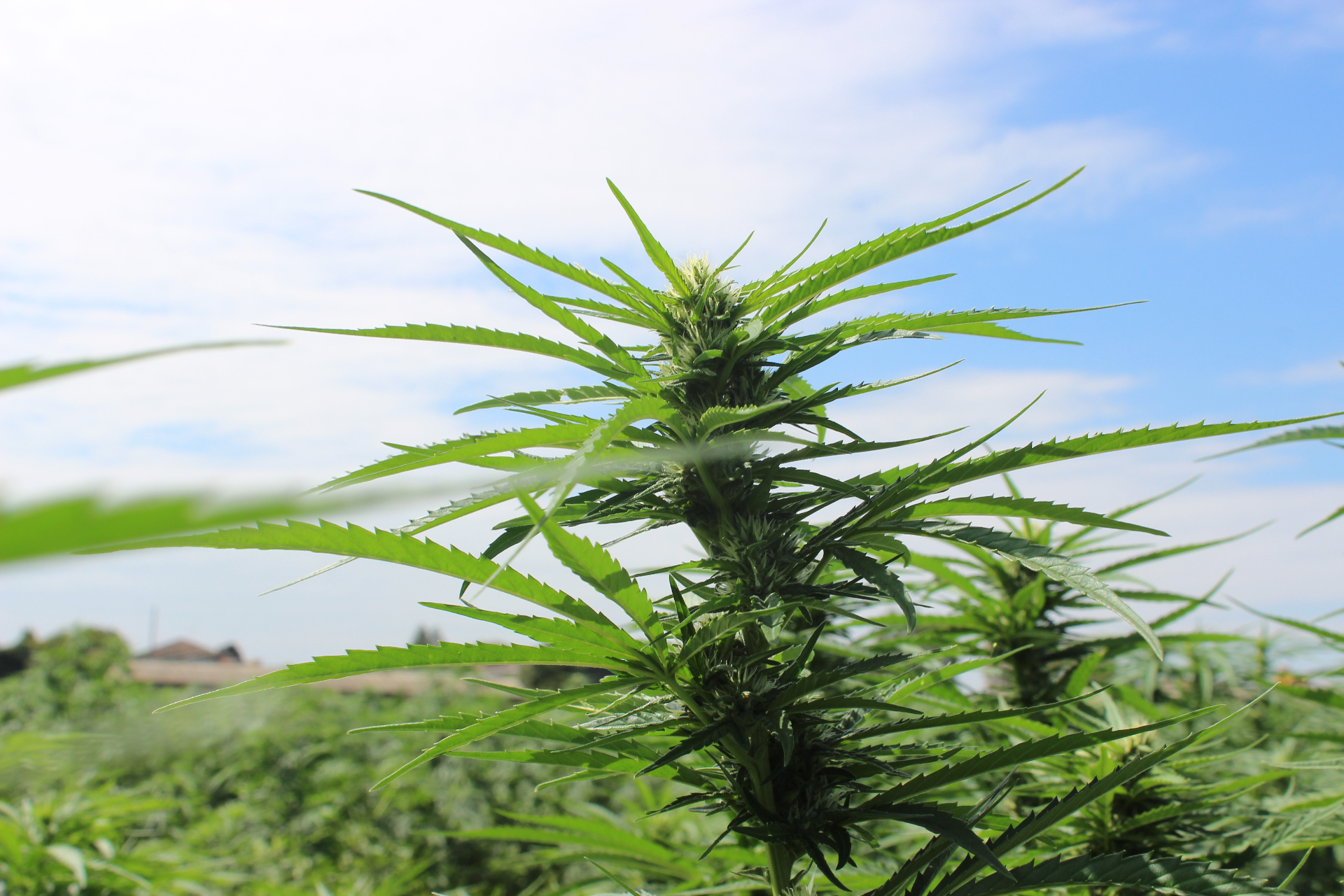 Hemp as a tool in the fight against climate change