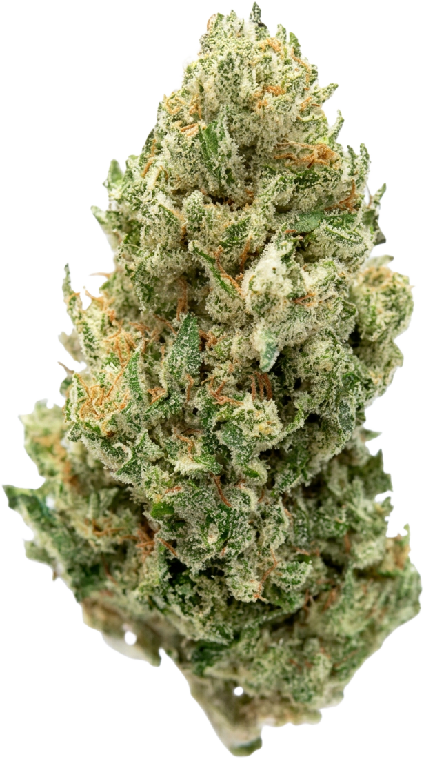 Hemp plant